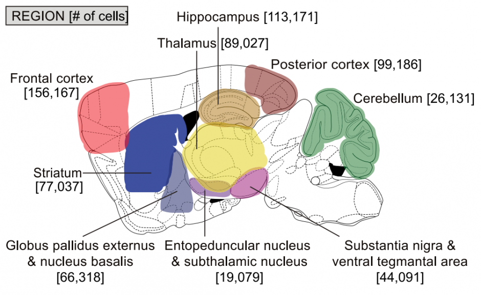 Dropviz By Brain Region Mean 